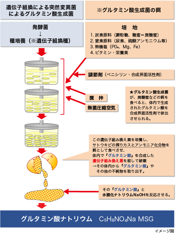 グルタミン酸ナトリウム（MSG）製造方法の図解