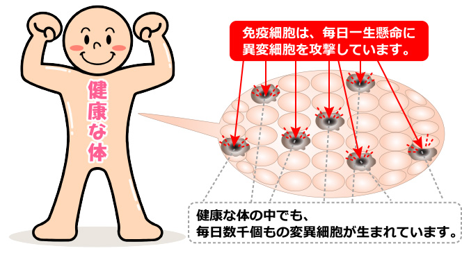 破壁霊芝胞子粉（レイシホウシコ）抗がん　健康食品